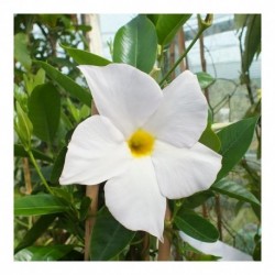 Mandevilla Sundaville 'White'