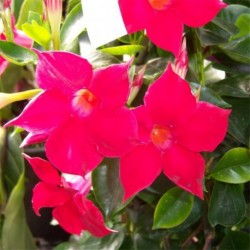 Mandevilla Sundaville 'Red'