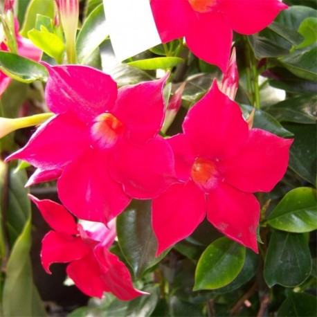 Mandevilla Sundaville 'Red'