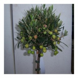 Olea europaea mini standard Olive tree