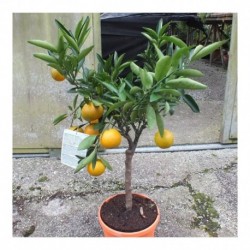 Citrus Clementine Standard