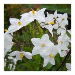 Solanum jasminoides album