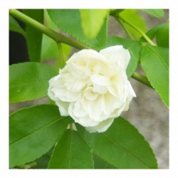 Rosa banksia Alba Plena