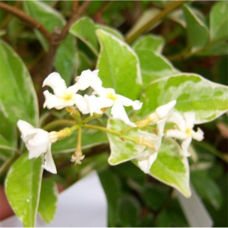 Trachelospermum jasminoides 'Variegatum'