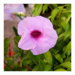Pandorea rosea superba 'Fragrance'