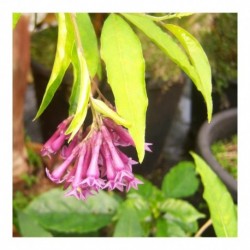 Cestrum x Cultum 'Cretan Purple'