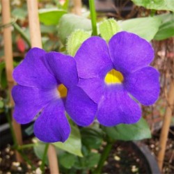 Thunbergia battiscombei