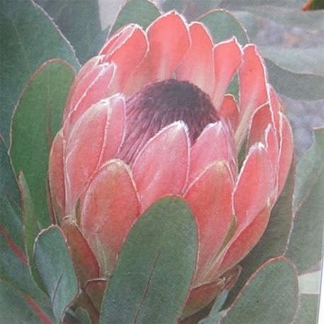 Protea Sylvia