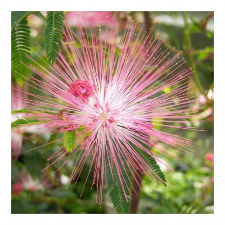 Calliandra surinamensis Dixie Pink