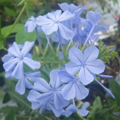 Plumbago ariculata Crystal Waters