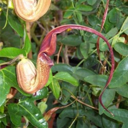 Aristolochia kewensis