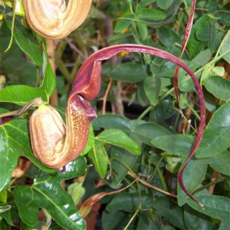 Aristolochia kewensis