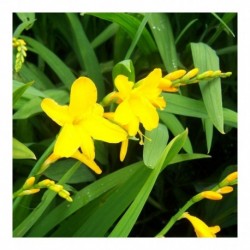 Crocosmia 'George Davison'