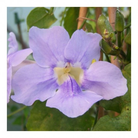 Thunbergia Grandiflora Blue