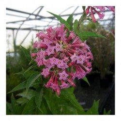 Cestrum Cretan Pink