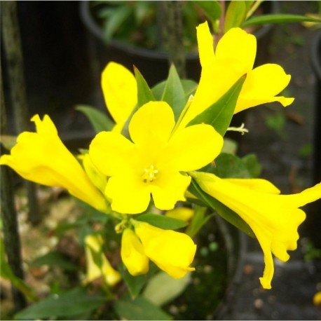 Gelsemium sempervirens