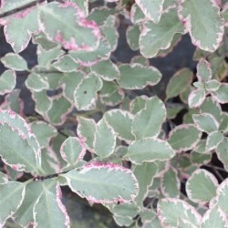 Pittosporum tenufolium Elizabeth