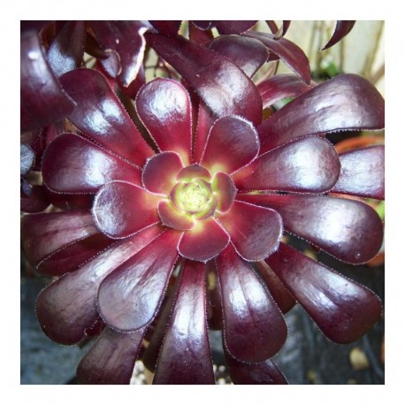 Aeonium 'Arnold Schwakoff'