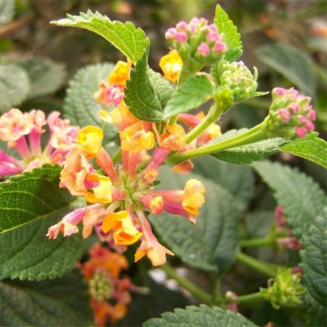 Lantana camara Orange