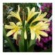 Clivia miniata citrina