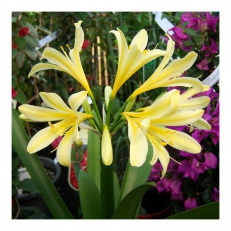 Clivia miniata citrina
