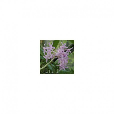 Tulbaghia violaceae 'Silver Lace'