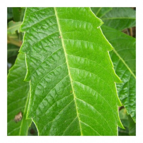 Eriobotrya japonica (Loquat tree)