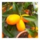 Citrus Kumquat Nagami 70cm Standard