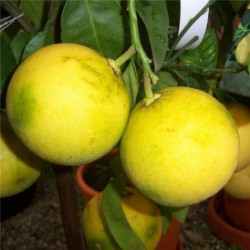 Citrus Grapefruit Ruby Red 120cm