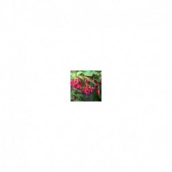 Fuchsia Genii