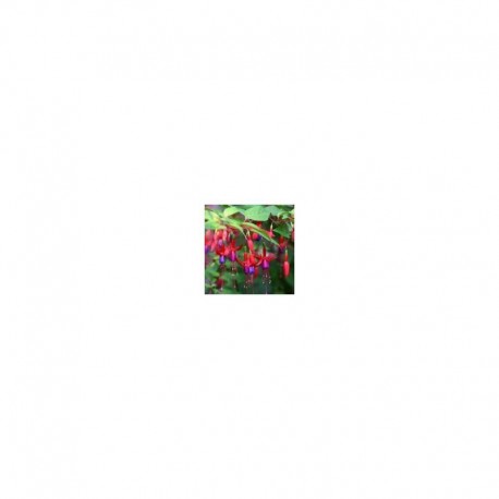 Fuchsia Genii