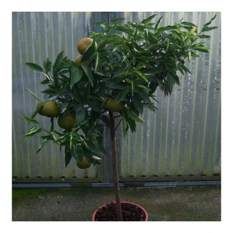 Citrus Clementine standard 130cm