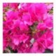 Bougainvillea pink