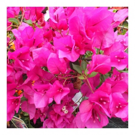 Bougainvillea pink