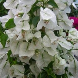 Bougainvillea White