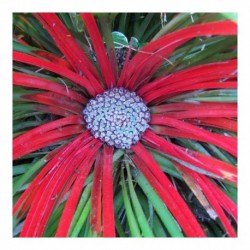 Fascicularia bicolor