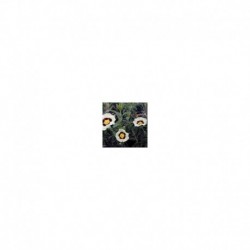 Halimiocistus wintonensis Merrist Wood cream