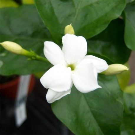 Jasmine Sambac - Arabian Jasmine