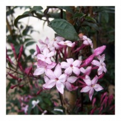 Jasminum polyanthum dark red-leaved