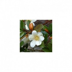 Michelia yunnamensis