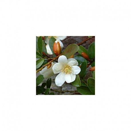 Michelia yunnamensis