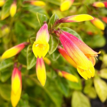 Justicia Rizzinii (Jacobinia pauciflora)