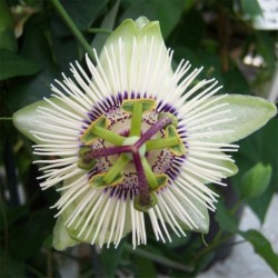 Passiflora White Mirror