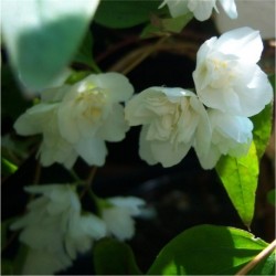 Philadelphus Manteau D'Hermine (AGM)