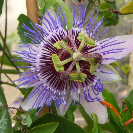 Passiflora Simply Red